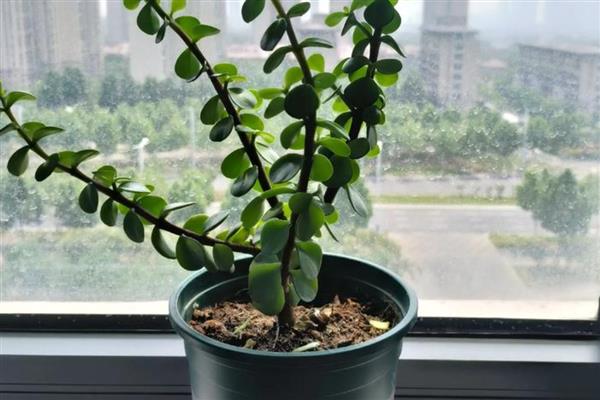 金枝玉叶夏天为何会掉叶，可能是遇到强光、浇水过少等因素所致