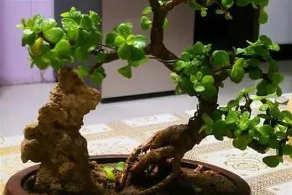 金枝玉叶夏天为何会掉叶，可能是遇到强光、浇水过少等因素所致