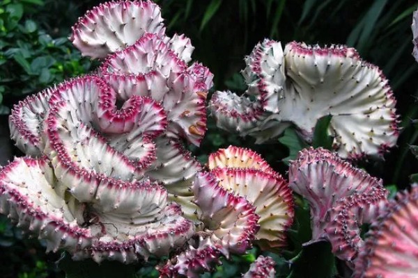 叶仙花的外观，长有较大的黄绿色叶片