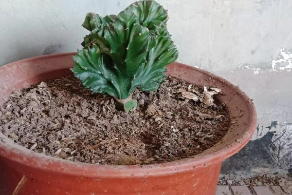 叶仙花的外观，长有较大的黄绿色叶片