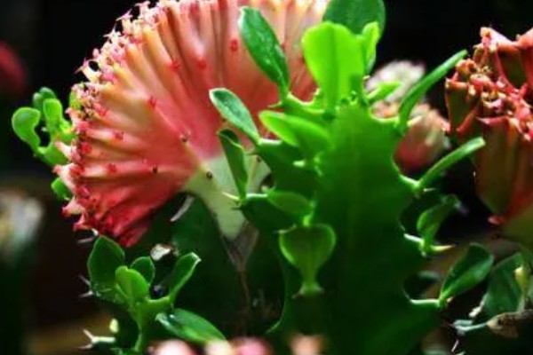 叶仙花的外观，长有较大的黄绿色叶片