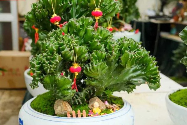 叶仙花的外观，长有较大的黄绿色叶片