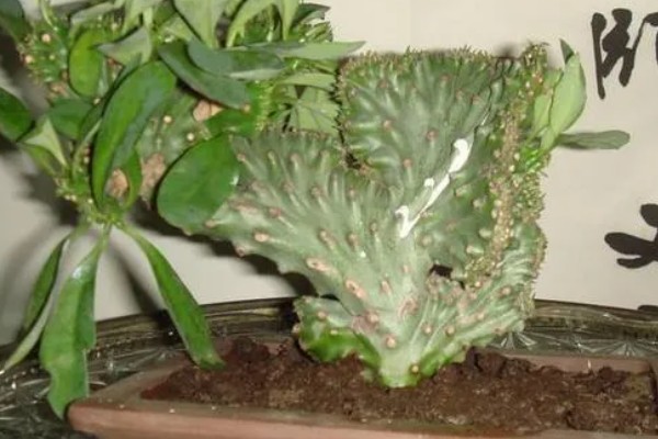 叶仙花的外观，长有较大的黄绿色叶片