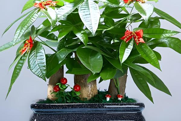 自制发财树的杀虫方式,可以用白酒、食醋等