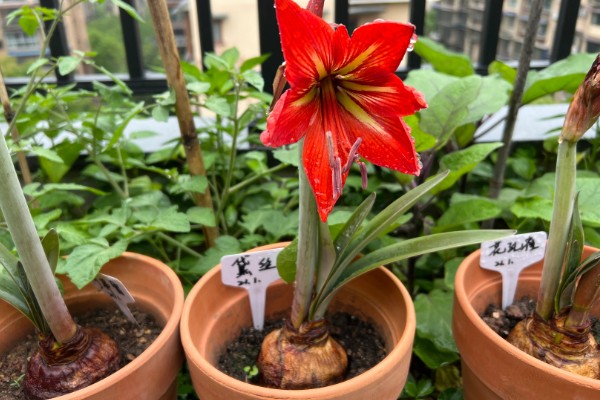 朱顶红怎么种植,种子发芽后每隔7天追肥一次