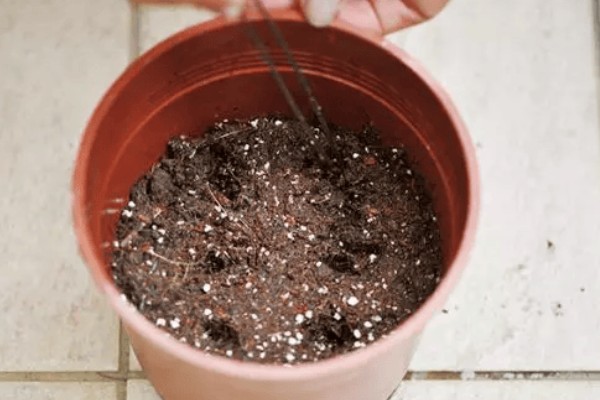 朱顶红怎么种植,种子发芽后每隔7天追肥一次