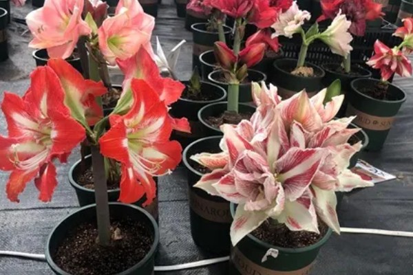 朱顶红怎么种植,种子发芽后每隔7天追肥一次