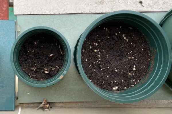 朱顶红怎么种植,种子发芽后每隔7天追肥一次