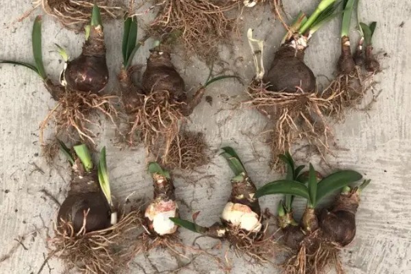 朱顶红怎么种植,种子发芽后每隔7天追肥一次