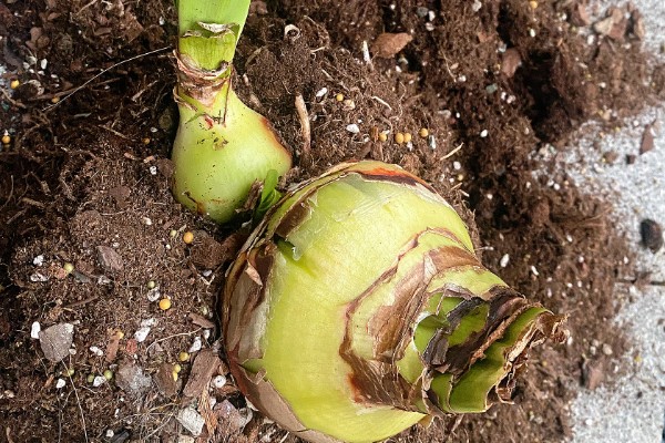 朱顶红怎么种植,种子发芽后每隔7天追肥一次