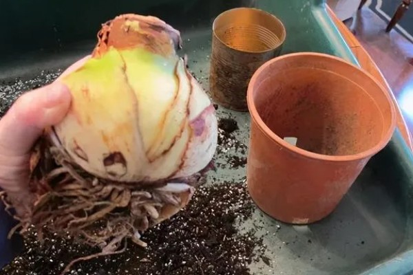 朱顶红怎么种植,种子发芽后每隔7天追肥一次