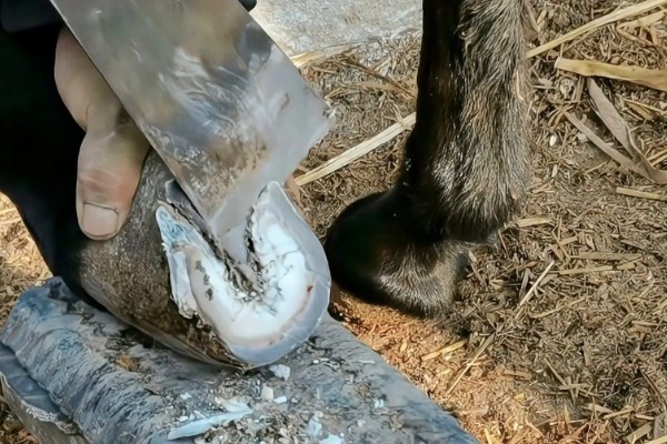 修剪驴蹄会不会产生痛感,驴蹄末端不含神经不会感到疼痛