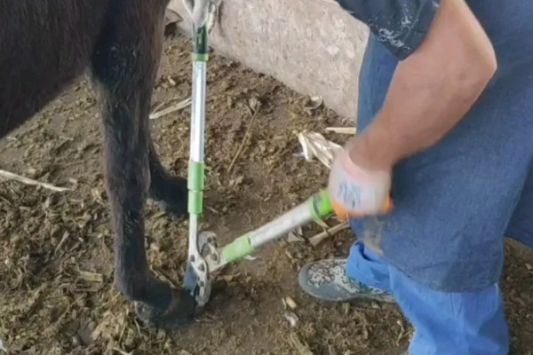 修剪驴蹄会不会产生痛感,驴蹄末端不含神经不会感到疼痛