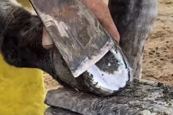 修剪驴蹄会不会产生痛感,驴蹄末端不含神经不会感到疼痛