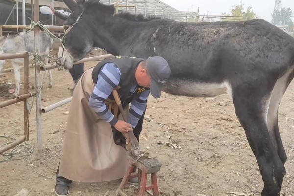 修剪驴蹄会不会产生痛感,驴蹄末端不含神经不会感到疼痛