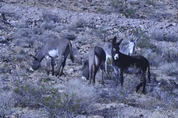修剪驴蹄会不会产生痛感,驴蹄末端不含神经不会感到疼痛