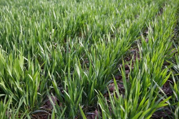 小麦分布在哪里，华北、华东、东北等地区均有种植