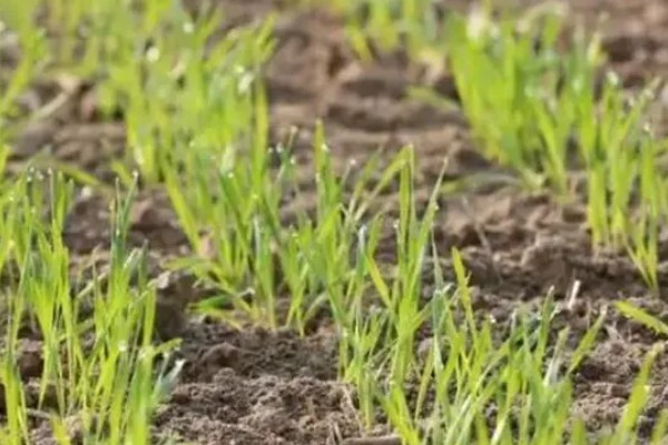 小麦分布在哪里，华北、华东、东北等地区均有种植