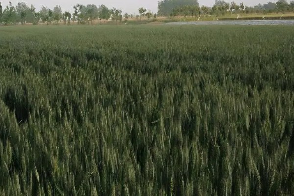 小麦分布在哪里，华北、华东、东北等地区均有种植