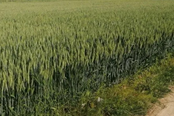 小麦分布在哪里，华北、华东、东北等地区均有种植