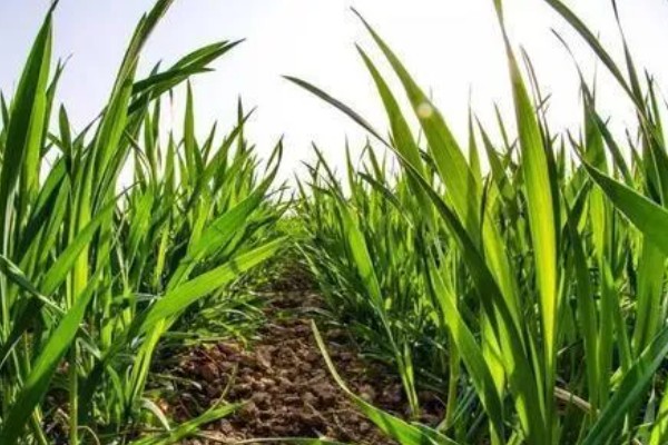 小麦分布在哪里，华北、华东、东北等地区均有种植