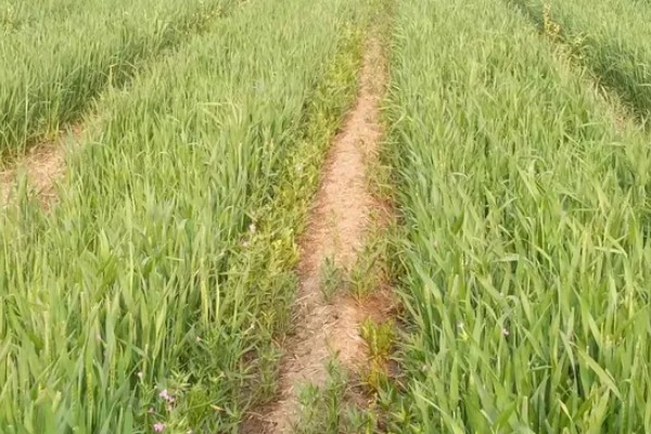 小麦分布在哪里，华北、华东、东北等地区均有种植