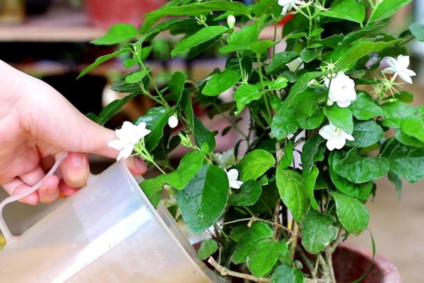 茉莉花叶子上有黄色斑点的原因,可能是沾染肥料、土壤碱化等原因造成