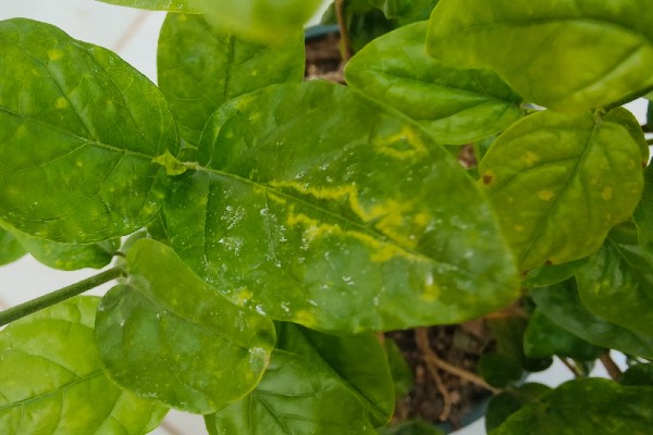 茉莉花叶子上有黄色斑点的原因,可能是沾染肥料、土壤碱化等原因造成
