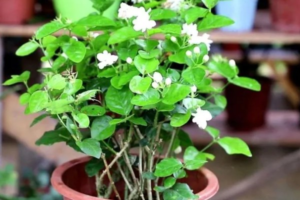 茉莉花叶子上有黄色斑点的原因,可能是沾染肥料、土壤碱化等原因造成