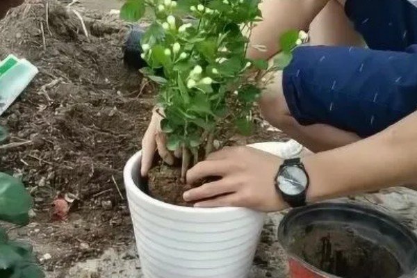 茉莉花叶子上有黄色斑点的原因,可能是沾染肥料、土壤碱化等原因造成