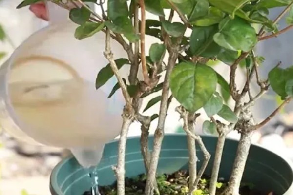 茉莉花叶子上有黄色斑点的原因,可能是沾染肥料、土壤碱化等原因造成