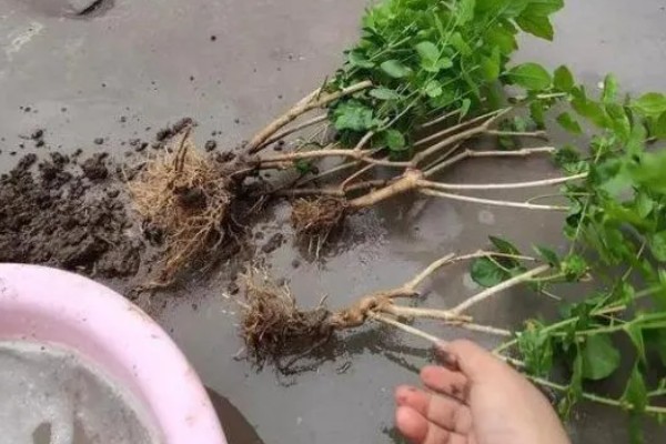 茉莉花叶子上有黄色斑点的原因,可能是沾染肥料、土壤碱化等原因造成