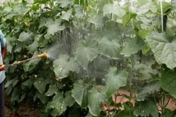 怎么使用唑醚代森联,根据防治对象决定兑水量