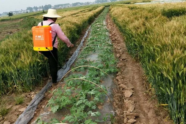 怎么使用唑醚代森联,根据防治对象决定兑水量