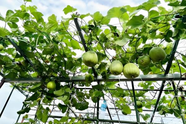 甜瓜需要搭架子吗，最好选择搭架种植