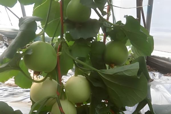 甜瓜需要搭架子吗，最好选择搭架种植