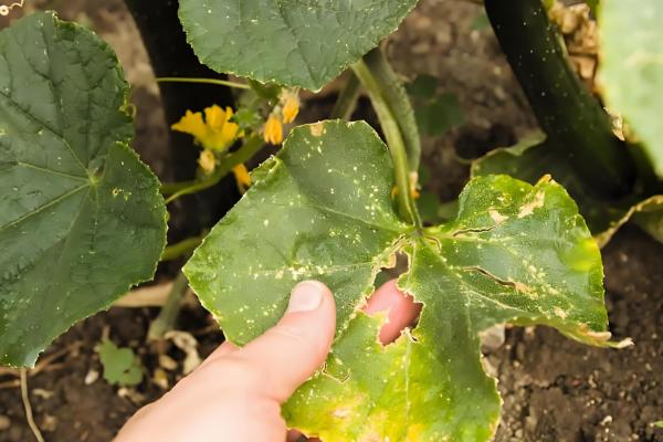 甜瓜需要搭架子吗，最好选择搭架种植