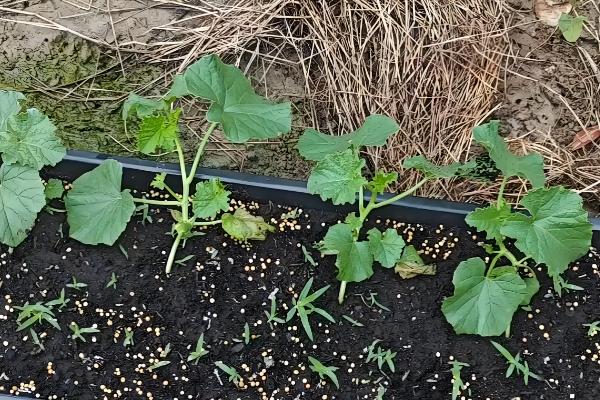 甜瓜需要搭架子吗，最好选择搭架种植