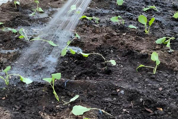 芥菜的种植时间,南方地区可在7月份开始播种