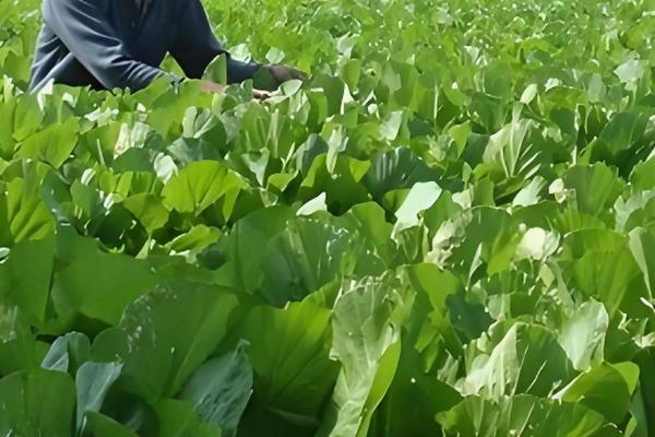 芥菜的种植时间,南方地区可在7月份开始播种