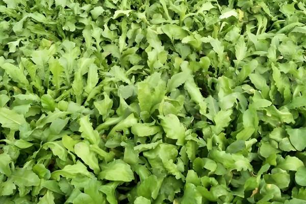 芥菜的种植时间,南方地区可在7月份开始播种