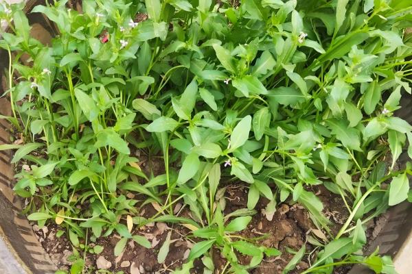 芥菜的种植时间,南方地区可在7月份开始播种