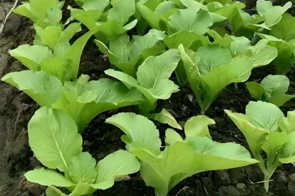 芥菜的种植时间,南方地区可在7月份开始播种