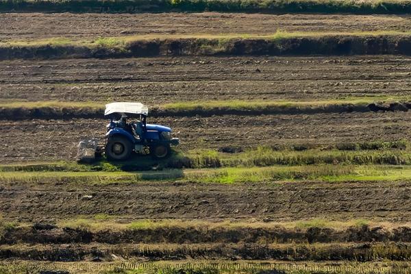 芥菜的种植时间,南方地区可在7月份开始播种