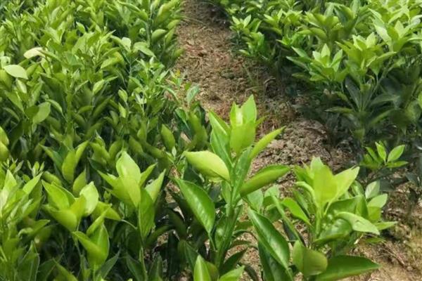 脐橙的施肥方法，幼树在新梢萌芽前要追施尿素