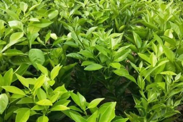 脐橙的施肥方法，幼树在新梢萌芽前要追施尿素
