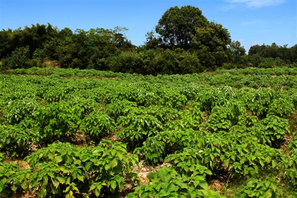 苎麻的种植方法,在苗期及时的进行间苗