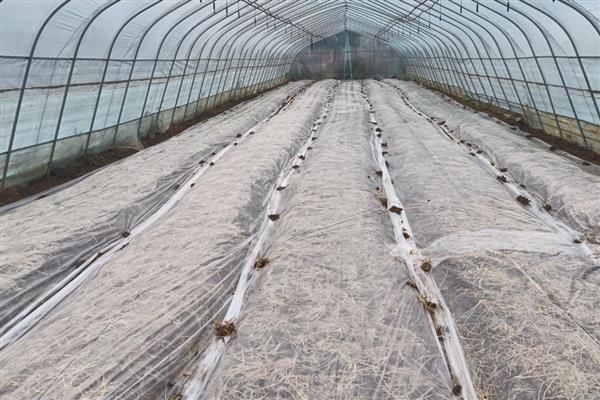 苎麻的种植方法,在苗期及时的进行间苗