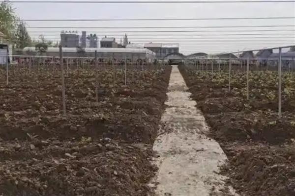 苎麻的种植方法,在苗期及时的进行间苗