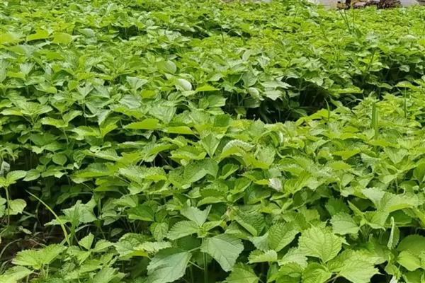 苎麻的种植方法,在苗期及时的进行间苗
